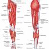 Leg muscle diagram muscles of the leg and foot classic human anatomy in motion the. Https Encrypted Tbn0 Gstatic Com Images Q Tbn And9gctv579trevfsd2qn4s5vkcdd4ayltmrudreytpszs6r6rtb3 Hv Usqp Cau