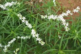 Image result for Heliotropium lineare