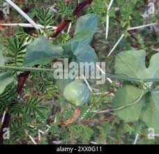 Image result for Coccinia rehmannii