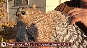 Check spelling or type a new query. Cooper S Hawk In The Coop Youtube