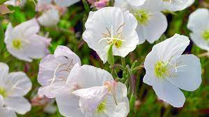 Shop perennial flower seeds and plants from the most trusted name in home gardening. 10 Low Maintenance Perennials For Your Garden Garden Gate