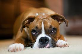 my friend s boxer puppy beau boxer dogs boxer dog breed boxer dogs brindle