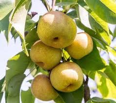 Image result for Pyrus pyrifolia