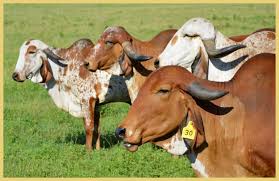 Brahman cattle have a bos indicus and bos taurus mosaic genome, as a result of the process used to create the breed (repeat backcrossing of bos taurus females to bos indicus bulls). Gyr Cattle Butler Farms Home Of Great Brahman And Cebu Cattle