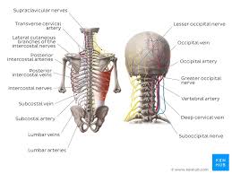 Lower jaw (mandible) collar bone. Anatomy Of The Back Spine And Back Muscles Kenhub