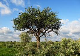 Image result for Acacia erioloba