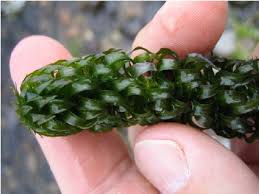 Image result for Lagarosiphon major