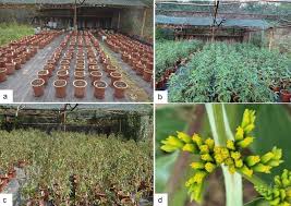 Image result for Flaveria bidentis