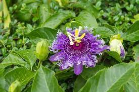 Heilpflanze Passionsblume Bei Angstlichkeit Und Innerer Unruhe Phytodoc