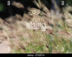 Image result for Chloris roxburghiana