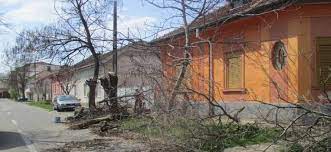 Atunci cand copacii apartin domeniului public, primaria locala este cea care se ocupa de supravegherea si defrisarea copacilor. Timisoreni Nu Mai Curatati Singuri Copacii Din Fata Blocurilor Sau