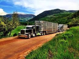 Cattle Haulers Camion Semis