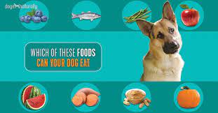 What kind of human food can dogs eat. Purchase Good Human Food For Puppies Up To 77 Off
