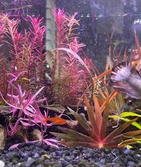 Image result for Xyris capillaris