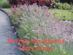 Image result for Melinis nerviglumis