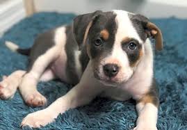 Puppies tampa is a fun and exciting puppy store where you can come play and visit with many puppies and puppies are up to date on vaccinations, come with a free veterinarian office visit, and. Looking To Adopt A Pet Here Are 6 Perfect Puppies To Adopt Now In
