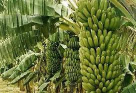 Bananas In A Bunch Vazhai Thar In Tamil Banana How To Grow Bananas Banana Flour