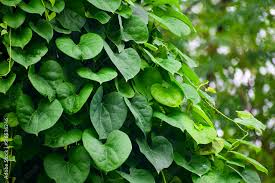 Image result for Menispermaceae