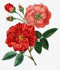 flower red botanical flowers transprent botanical illustration png clipart 1181015 pikpng flower red botanical flowers transprent