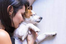 What Do Dogs Dream About In 2020 Dogs Pets Sleeping Dogs