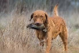 Chesapeake Bay Retriever Color Misty Shores Chesapeakes