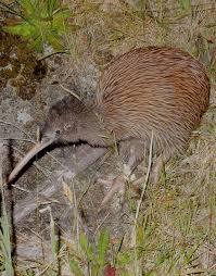 Wild Kiwi Bird Spotted On Steward Island New Zealand Nieuw Zeeland