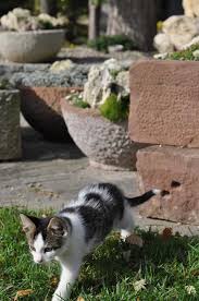 49 × 27 × 20cm. Ideas For Troughs Tufa Wrightman Alpines Nursery