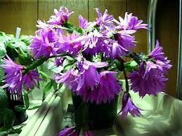 Even as you decide to purchase a cactus, you need to know how to care for it. Room Easter Cactus Rhipsalidopsis Wood Cactus Photo Cultivation And Maintenance Planting And Waterin Easter Cactus Christmas Cactus Christmas Cactus Plant