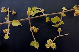 Image result for Pisonia aculeata