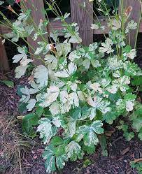 Home Yard Garden Newsletter At The University Of Illinois