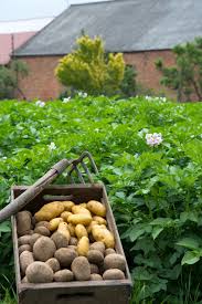 Topinambur ist eine alte kulturpflanze aus mittelamerika, die wie die kartoffel unterirdische knollen. Topinambur Anpflanzen Und Pflegen So Geht S Obi