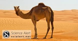 All drones are made of 3 main things: Tick Borne Pathogens In Ticks And Blood Samples Collected From Camels In Riyadh Province Saudi Arabia Scialert Responsive Version