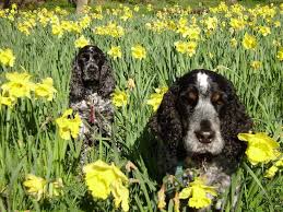Flowers that are dog safe! Spring Plants That Are Poisonous To Your Dog Animal Magic Dog Club