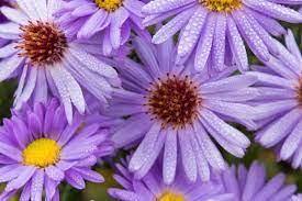 Aster Asters Aster Flower Aster Plant Aster Flowers Aster Plants Michaelmas Daisy Michaelmas Daisies Aster Novae Anglia Plants Aster Flower Flower Pots