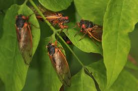 Seemingly overnight, an area can be. You Probably Shouldn T Eat Cicadas If You Re Allergic To Shellfish The Verge