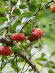 Flowering may occur several times a year. Cold Hardy Surinam Cherry Hedge Plant Eugenia Uniflora Real Tropicals