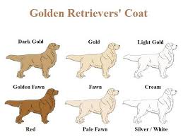 Golden Retrievers Coat Colour Golden Retriever Colors Golden Retriever Retriever