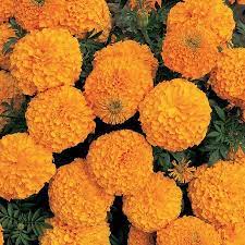 African Marigold Flower Garden Seeds Inca Ii Series F1 Orange 100 Seeds Annual Flower Gardening Seeds Tagetes Erecta Walmart Com Annual Flowers Marigold Flower Flower Seeds