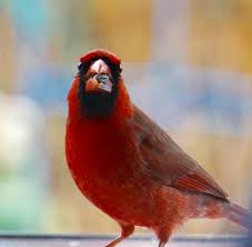 Thank You For The Sunflowers Mom Beautiful Birds Cardinal Birds State Birds