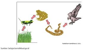 Makalah untuk memenuhi tugas matakuliah komponen penyusun ekosistem terdiri atas dua macam, yaitu komponen biotik dan abiotik. 7 Soal Dan Jawaban Ipa Interaksi Makhluk Hidup Dengan Lingkungan Kelas 7 Kurikulum 2013 Materi Kimia
