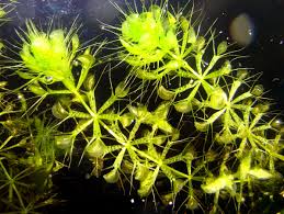Image result for Aldrovanda vesiculosa