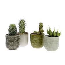 Assimilés à tort à des plantes ne nécessitant. Comment Choisir Des Plantes Depolluantes Increvables Cdeco Fr