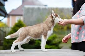 Dog Training Hand Signals Commands And Hand Signals For Dog