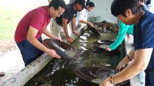 Perak pelabuhan utama menghasilkan bijih timah iii. Demonstrasi Dan Percubaan Proses Mendulang Timah Youtube
