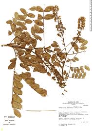 Image result for Tara spinosa