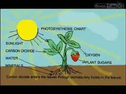 Photosynthesis Lets Get Into This Rap Lyrics In Description Photosynthesis Plant Science Plants