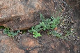 Image result for Cheilanthes viridis