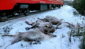 For the first decade of the 21st century, freight train speed has varied between 20 and 23. It Was A Blood Bath Freight Trains Kill 110 Reindeer In Norway The New York Times