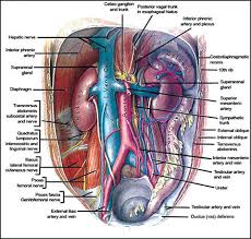 Dummies has always stood for taking on complex concepts and making them easy to understand. Jaypeedigital Ebook Reader