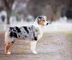 Rescue pets & sales is australia's #1 puppy, dog, cat, kitten & other pets and rescues listings site! Australian Shepherd Breeders Ohio